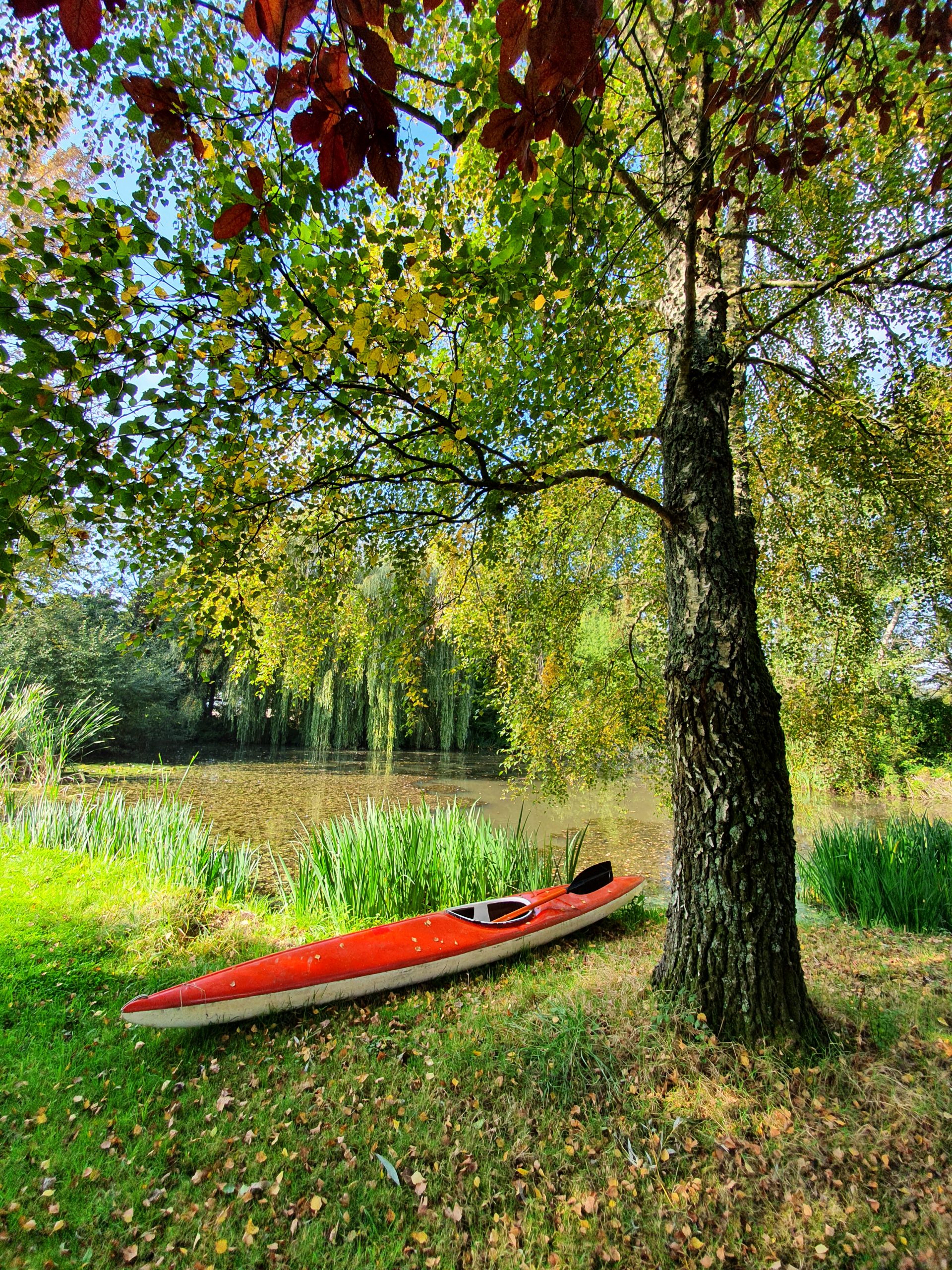 A red kayak rests on the grass beside a tree, surrounded by a natural outdoor setting.