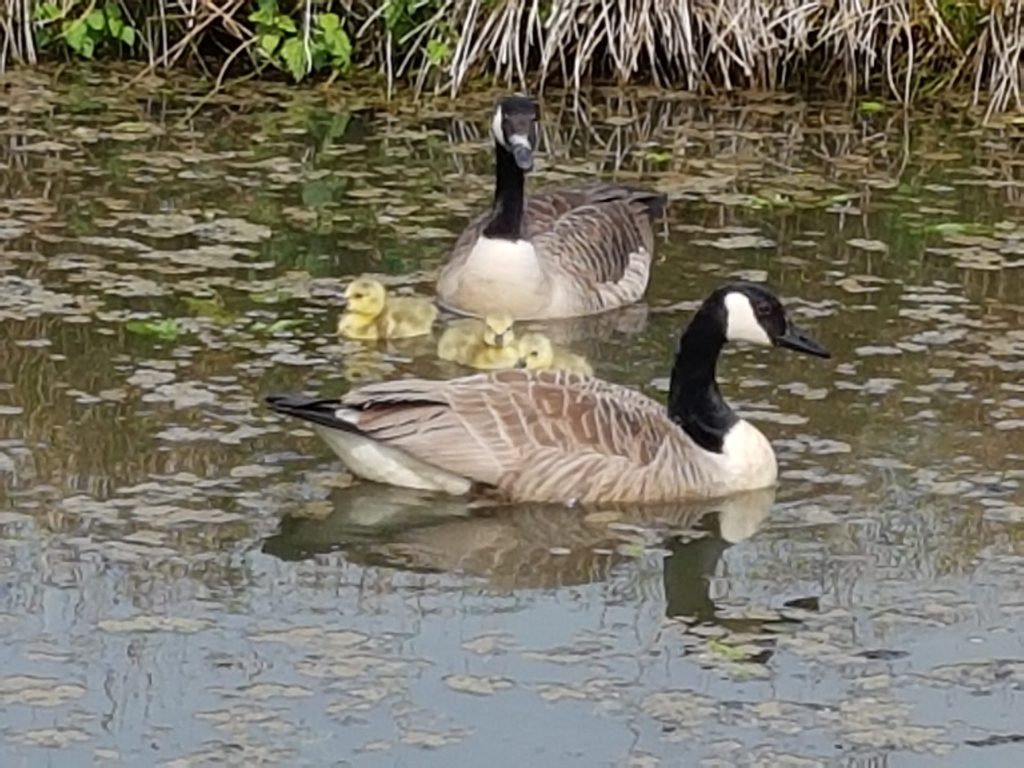A group of Canada geese swimming peacefully in a serene pond surrounded by lush greenery.